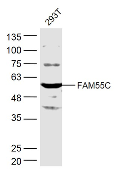FAM55C Rabbit Polyclonal Antibody