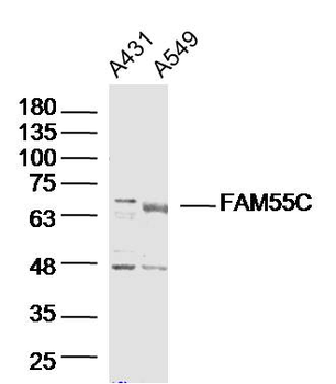 FAM55C Rabbit Polyclonal Antibody