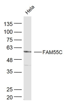 FAM55C Rabbit Polyclonal Antibody