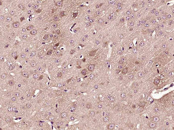 FAM96A Rabbit Polyclonal Antibody