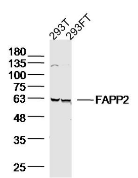 FAPP2 Rabbit Polyclonal Antibody