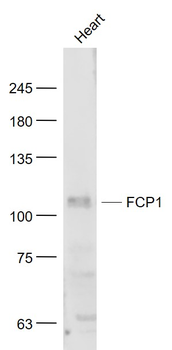 FCP1 Rabbit Polyclonal Antibody