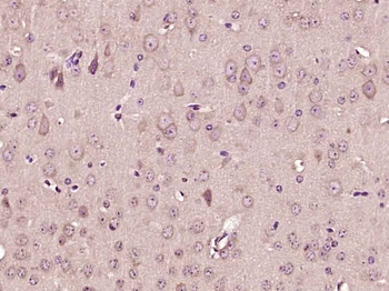FITM2 Rabbit Polyclonal Antibody