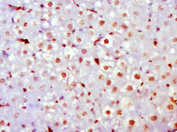 GRHL1 Rabbit Polyclonal Antibody
