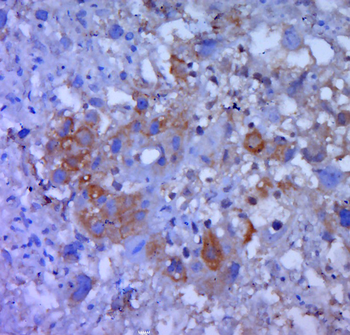 GRIP1 Rabbit Polyclonal Antibody