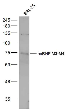 HnRNP M3-M4 Rabbit Polyclonal Antibody