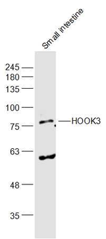 HOOK3 Rabbit Polyclonal Antibody