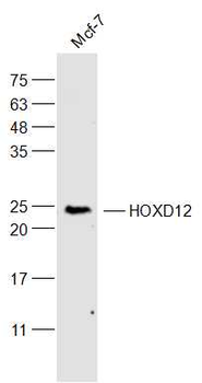 HOXD12 Rabbit Polyclonal Antibody