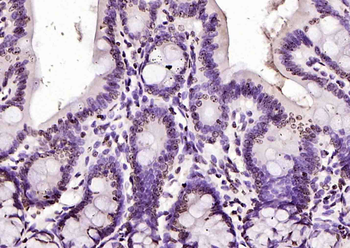 Histone H3.1 Rabbit Polyclonal Antibody
