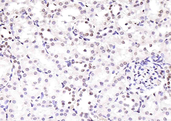 Histone H3.1 Rabbit Polyclonal Antibody