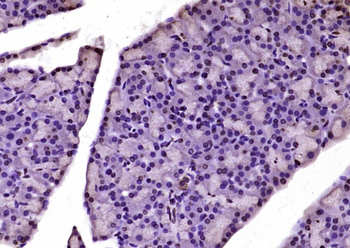 Histone H3.1 Rabbit Polyclonal Antibody