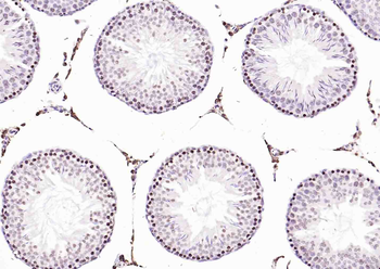 Histone H3.1 Rabbit Polyclonal Antibody
