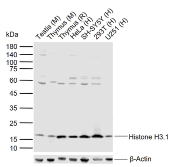 Histone H3.1 Rabbit Polyclonal Antibody