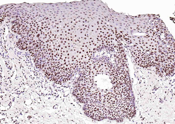 Histone H3.1 Rabbit Polyclonal Antibody