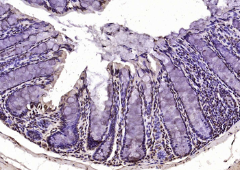 Histone H3.1 Rabbit Polyclonal Antibody