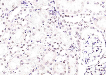 Histone H3.1 Rabbit Polyclonal Antibody