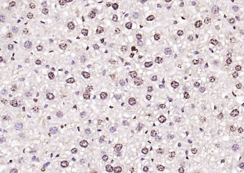 Histone H3.1 Rabbit Polyclonal Antibody
