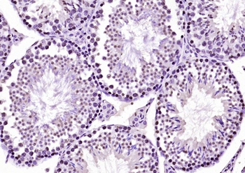 Histone H3.1 Rabbit Polyclonal Antibody