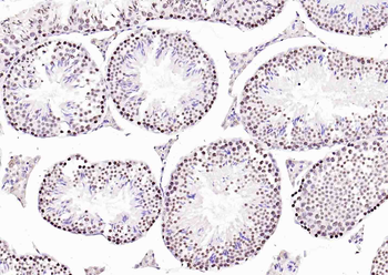 Histone H3.1 Rabbit Polyclonal Antibody