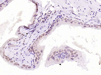 HMG4/HMGB3 Rabbit Polyclonal Antibody