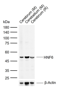 HNF6 Rabbit Polyclonal Antibody