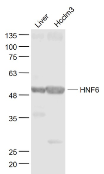 HNF6 Rabbit Polyclonal Antibody