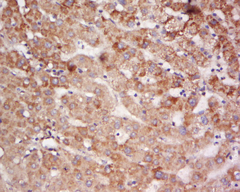 MHC class I Rabbit Polyclonal Antibody