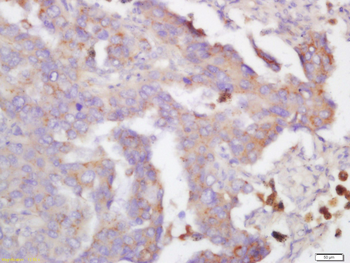 Hydroxyproline Rabbit Polyclonal Antibody