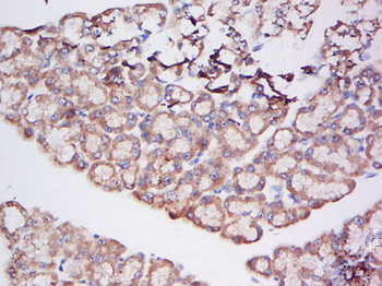 HTRA4 Rabbit Polyclonal Antibody