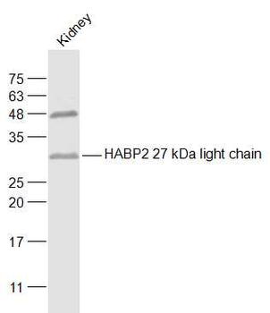 HABP2 27 kDa light chain Rabbit Polyclonal Antibody