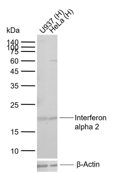 Interferon alpha 2 Rabbit Polyclonal Antibody