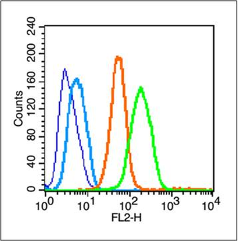 Phospho-Integrin beta 1 (Tyr795) Rabbit Polyclonal Antibody