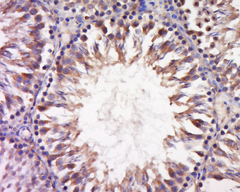 INSL6 Rabbit Polyclonal Antibody