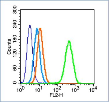 Phospho-Insulin Receptor (Tyr999) Rabbit Polyclonal Antibody