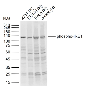 Phospho-IRE1 (Ser724) Rabbit Polyclonal Antibody
