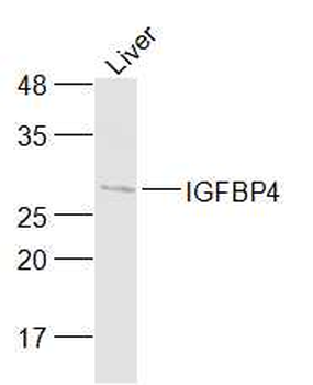 IGFBP4 Rabbit Polyclonal Antibody