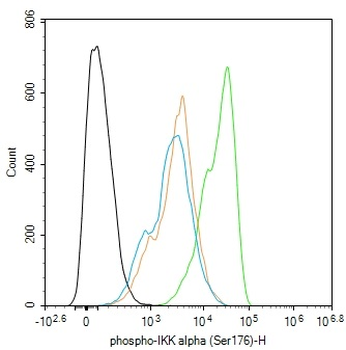 Phospho-IKK alpha (Ser176) Rabbit Polyclonal Antibody