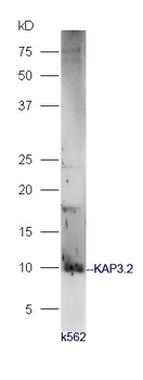 KAP3.2 Rabbit Polyclonal Antibody