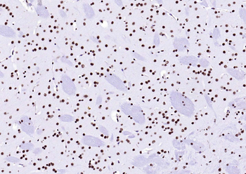 Histone H3 (Tri Methyl K4) Rabbit Polyclonal Antibody