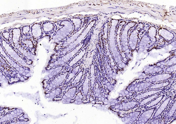 Histone H3 (Tri Methyl K4) Rabbit Polyclonal Antibody