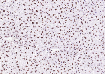 Histone H3 (Tri Methyl K4) Rabbit Polyclonal Antibody