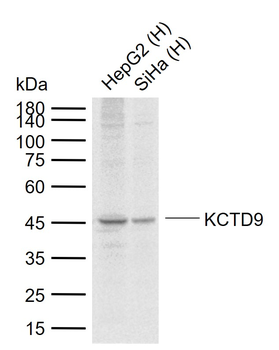 KCTD9 Rabbit Polyclonal Antibody