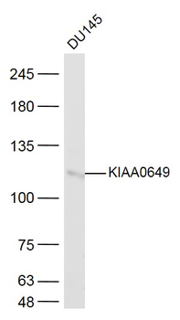 KIAA0649 Rabbit Polyclonal Antibody