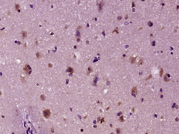 KIF26A Rabbit Polyclonal Antibody