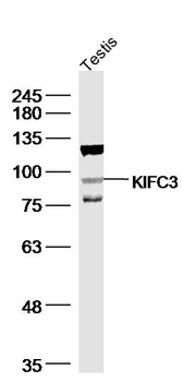 KIFC3 Rabbit Polyclonal Antibody
