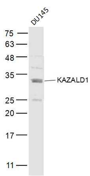 KAZALD1 Rabbit Polyclonal Antibody