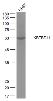 KBTBD11 Rabbit Polyclonal Antibody