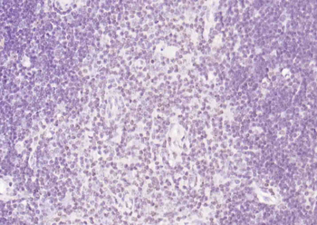 Phospho-TRIM28 (Ser473) Rabbit Polyclonal Antibody