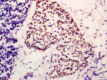 LASS4 Rabbit Polyclonal Antibody