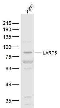 LARP4B/LARP5 Rabbit Polyclonal Antibody